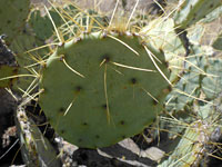 Chisos Mountain prickly pear
