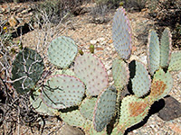 Small cluster of pancake prickly pear