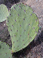 Engelmann prickly pear, white spines