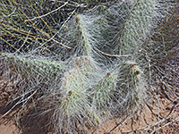Mojave prickly pear spines