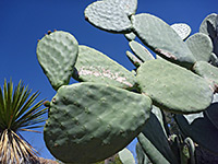 Opuntia ficus indica