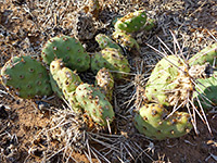 brittle prickly pear