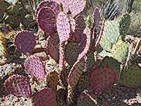 Violet prickly pear