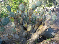 Mature prickly pear specimen