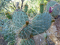 Buds of violet prickly pear