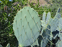 Spiny pad of Texas prickly pear