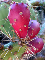 Reddish fruits