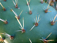 Short spines of coastal prickly pear