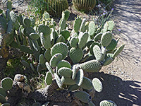 Opuntia microdasys