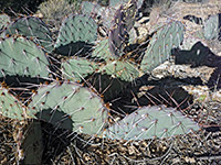 Purplish pads of Tulip prickly pear