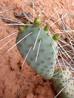 Opuntia pinkavae
