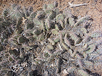 Plains prickly pear