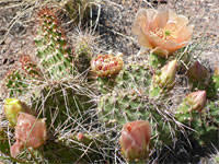 Flowering pads