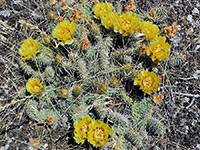 Opuntia polyacantha