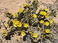 Many stems and flowers