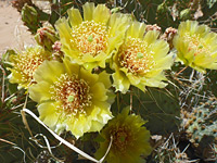 Pale yellow flowers