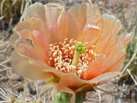 Plains pricklypear