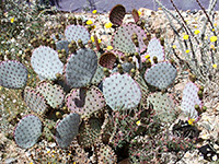 Opuntia santa-rita - buds