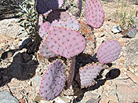 Purple pads of Santa Rita prickly pear