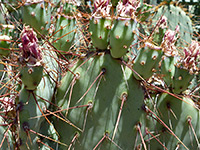 Rooney's prickly pear