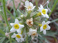 Flower cluster