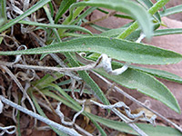 Oblanceolate leaves