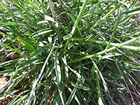 Basal leaves