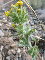 Oreocarya flava