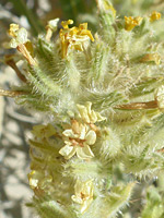 Bristly inflorescence