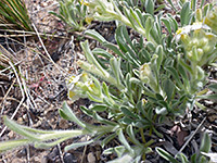 Hairy stems and leaves