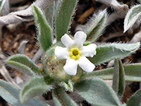 Flower and leaves