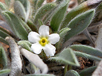 Tawny perennial cat's-eye