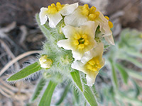 White and yellow flowers