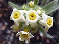 Oreocarya humilis