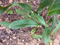 Parry's Goldenrod