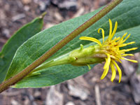 Leaf and flowerhead