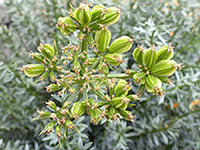 Tundra Alpine-Parsley