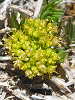 Greenish-yellow flowers