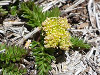 Flowers and leaves