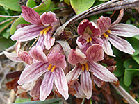 Orobanche californica