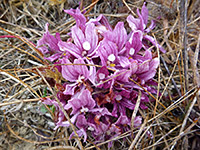 California broomrape