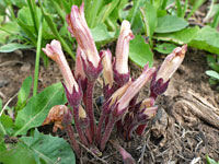 Clustered broomrape