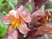 Orange-pink corolla