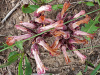 Clustered Broomrape