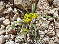 California mountain pincushion