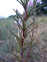 Narrow leaves