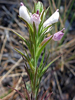 Orthocarpus purpureoalbus