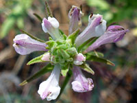 Purple-white flowers