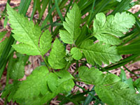 Lobed leaves