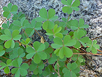 Creeping Woodsorrel